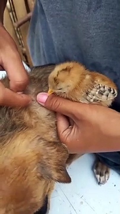 Un poussin mange les puces d'un chien... trop mignon