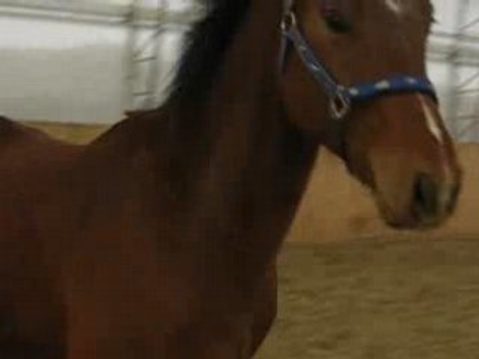 Zephyr en liberté 5