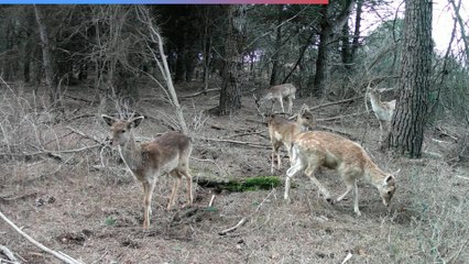 Ravenna 'invasa' dai daini:  600 nella pineta di Classe