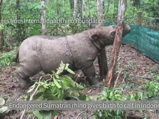 Birth of rare Sumatran rhino hailed as major boost