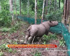 Badak Sumatera lahir di pusat perlindungan Indonesia