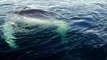 Whale trapped in fishing net in Chile freed by divers