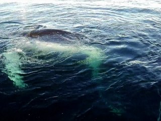 Whale trapped in fishing net in Chile freed by divers