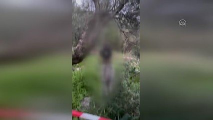 Bir köpek ağaca iple asılı halde bulundu