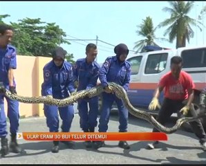 Ular eram 30 biji telur ditemui
