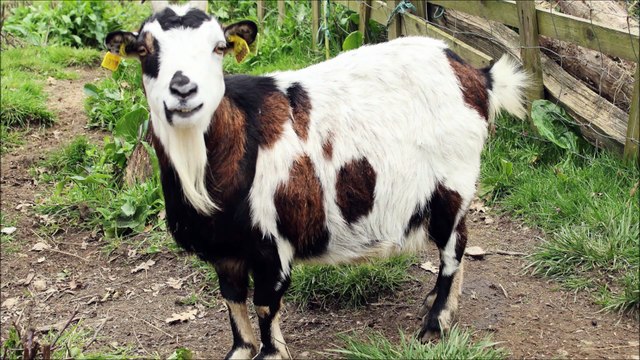 Visite à la mini-ferme pédagogique Ânes Passions à L ' Île D ' Olonne ( Vendée ) , 06/03/2022
