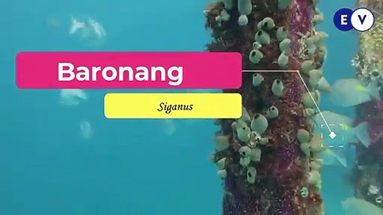 Baronang (Siganus)