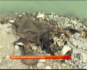 Bangkai gajah dibunuh ditemui