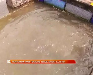 Penternak ikan terjejas teruk akibat El Nino