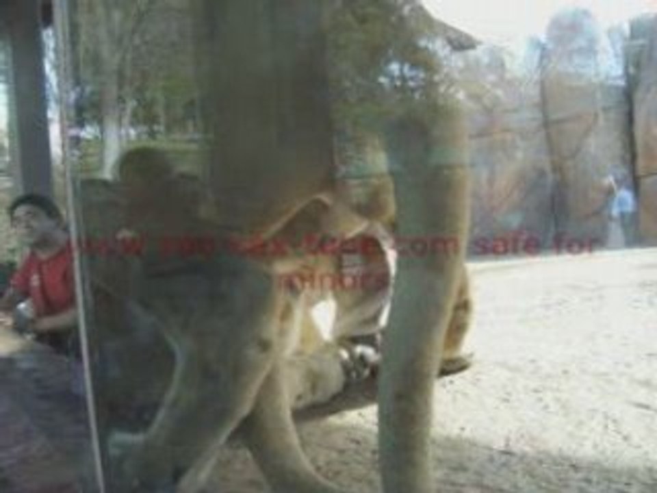 wild lions making love at the San Diego Wild Animal Park