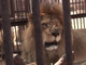 Rescued circus lions to be flown to South Africa