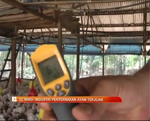 El-Nino: Industri penternakan ayam terjejas