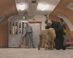 Prisoners and problem pooches help each other in Hungary jail