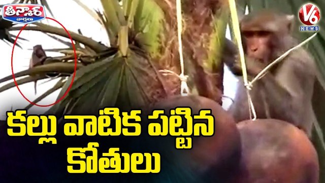 Y2Mate.is - Monkeys Drink Toddy Water From Palm Trees In Mahabubabad V6 Weekend Teenmaar-otgmCKnxT0g-720p-1646616456179