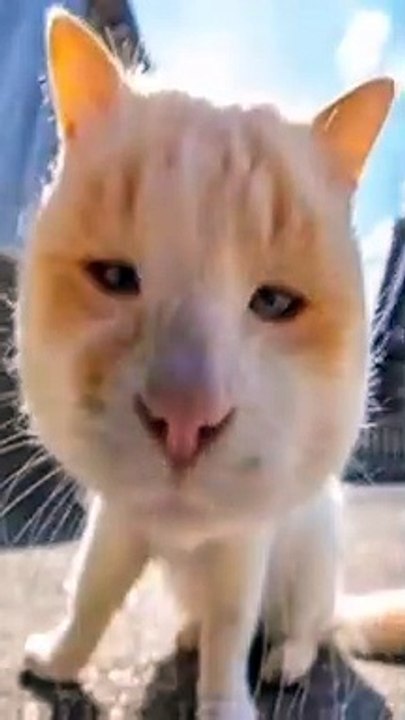 versi kucing unyu lagi ya