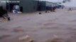 Dairy herd swept away by floodwaters in Lismore, NSW | March 4, 2022 | ACM