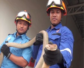 Cuaca panas memaksa ular cari kawasan berlindung