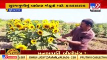Surendranagar's farmer experiments with farming Sunflower, reaps financial benefits _ TV9News