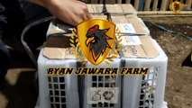 Unboxing Paketan Anak Ayam Ekor Lidi 6 Ekor dari Bojonegoro