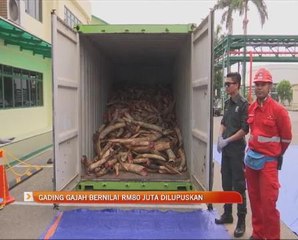 Gading gajah bernilai RM80 juta dilupuskan