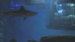 Contest winner sleeps with sharks at Paris Aquarium