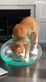Cats are liquid