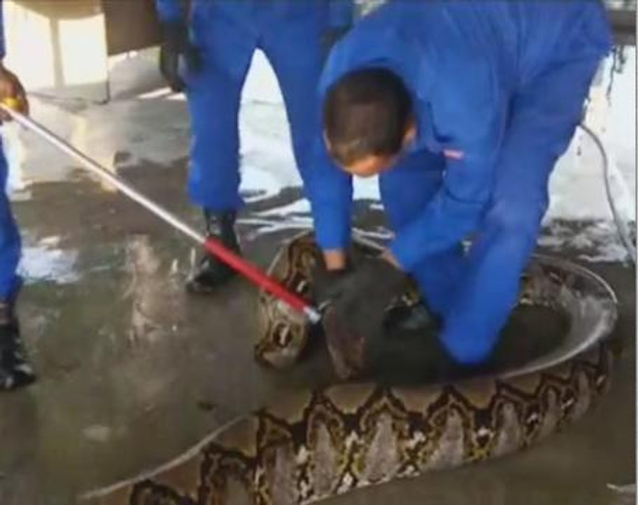 Giant python found on Malaysian building site
