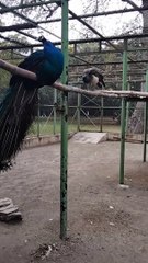 Colourful Peacock  Bird Video By Kingdom of Awais