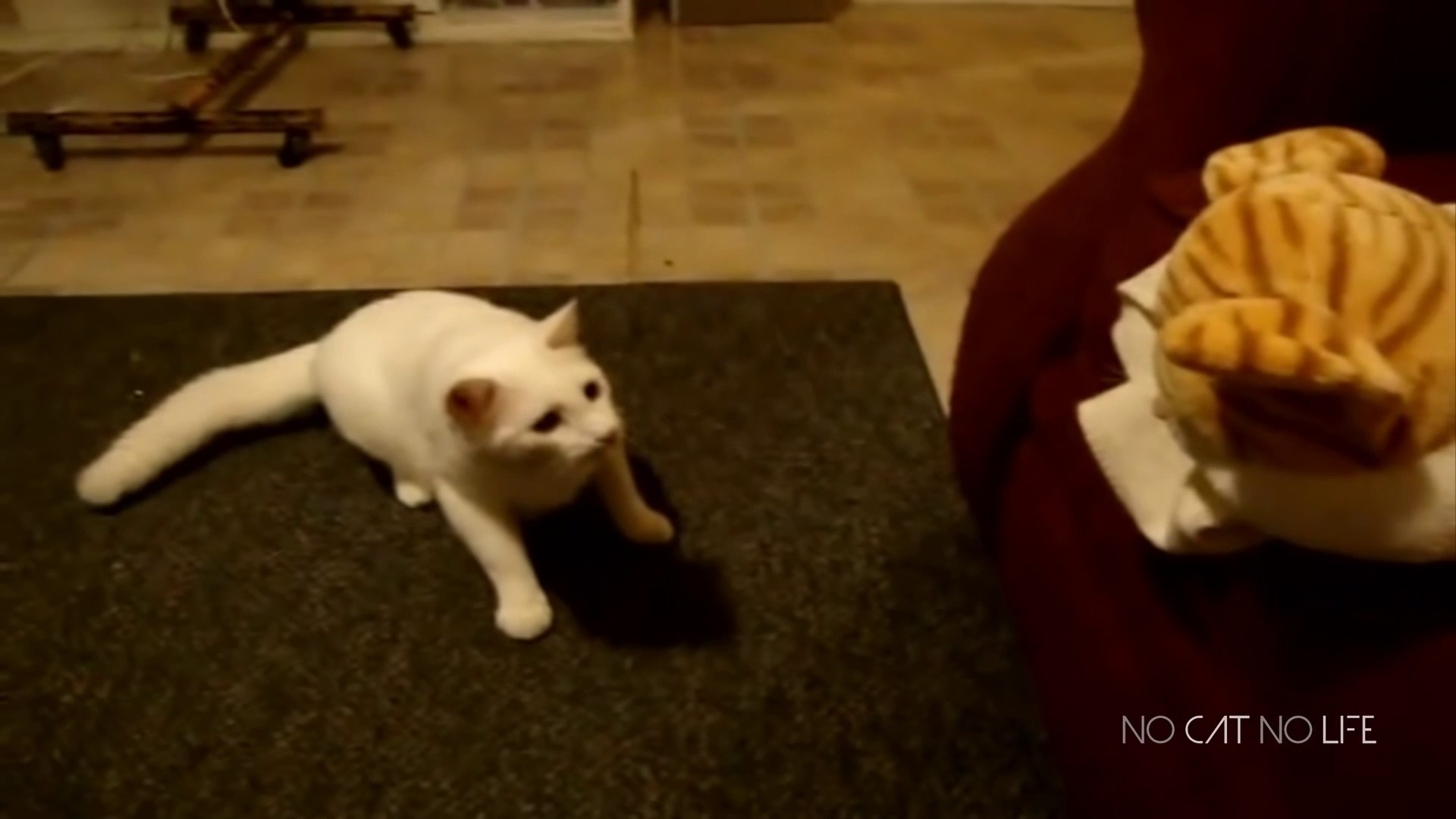 ⁣Funniest Animals  -Funny Animal Videos  - Cutest Animals Ever