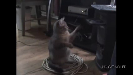 Scaredy Cats Compilation