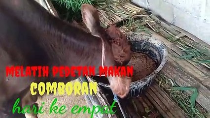 melatih sapi makan comboran hari ke empat