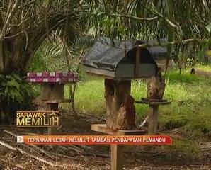 Ternakan lebah kelulut tambah pendapatan pemandu