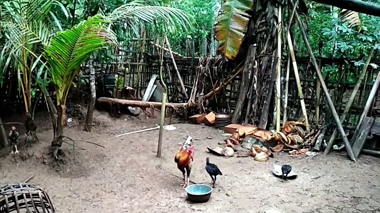 Kampung ku yang kurindu !! asrinya rumah di pedesaan...