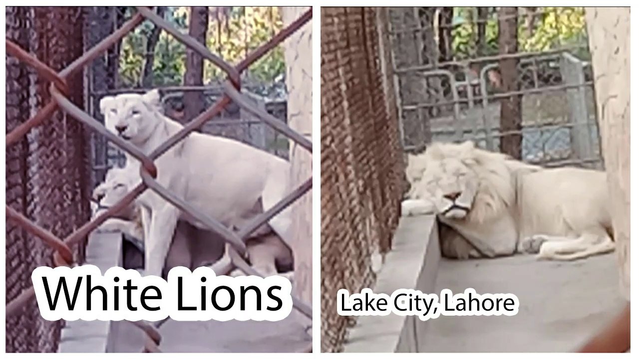 Amazing White Lions, Lake City Society, Lahore 