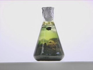 Proses pencambahan Mikroalga