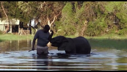 Naledi: A Baby Elephant's Tale Trailer Original