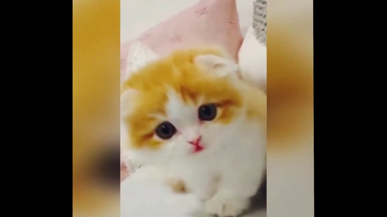 So Funny Cat Videos  #8
