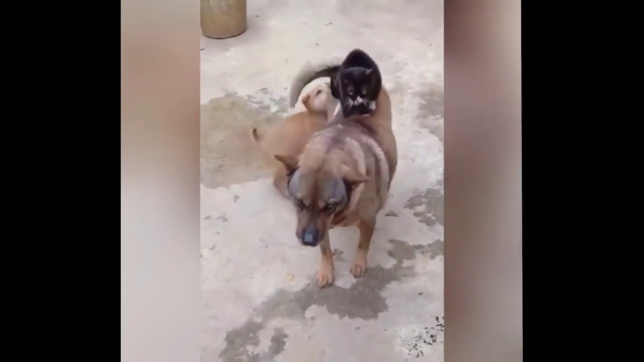So Funny Cat Videos#6