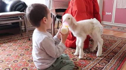 Sahiplendikleri kuzunun altını bezleyip, biberonla besliyor