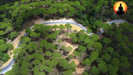 Soothing Music With Scenic Relaxation Film To Listen While Waiting