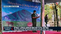 Seekor Macan Tutul Betina Dilepas Liarkan Di Gunung Ciremai