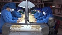 Fındıkta kadın emeği... FİSKOBİRLİK kadın işçilerin omuzlarında üretime ve ihracata katkı sağlamaya devam ediyor