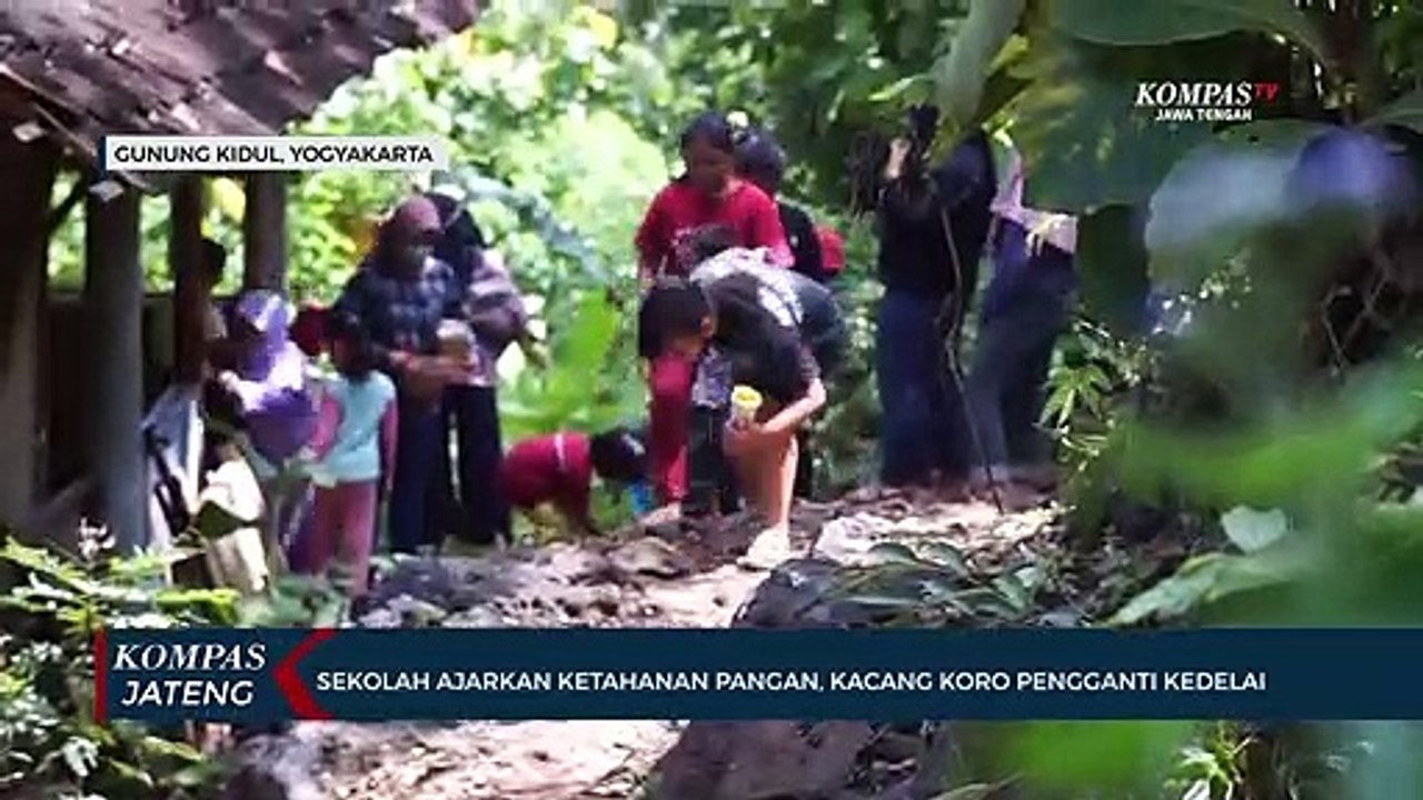 Sekolah Ajarkan Ketahanan Pangan, Kacang Koro Pengganti Kedelai