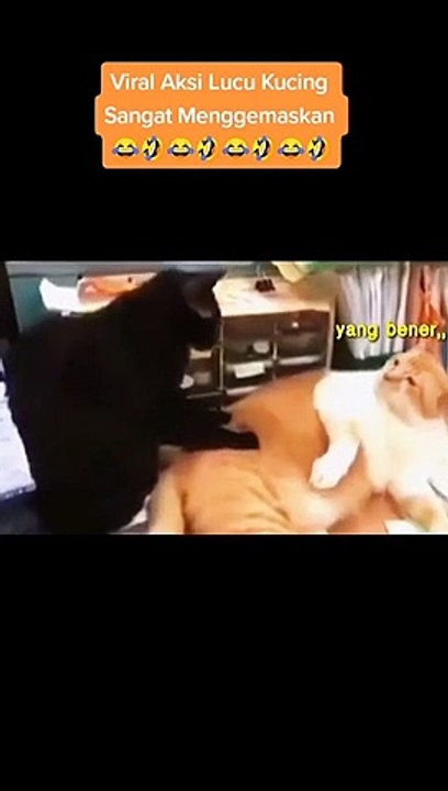 APE LO CING.
