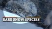 WATCH | Snow Leopard Spotted By ITBP In Spiti Valley, Himachal Pradesh