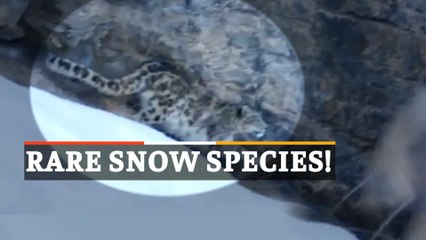 WATCH | Snow Leopard Spotted By ITBP In Spiti Valley, Himachal Pradesh
