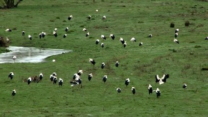Baharın müjdecisi leylekler İstanbul'da