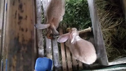 Memberi makan Sepasang  kelinci pakai rumput