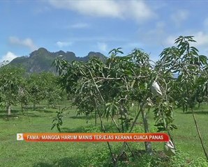 FAMA: Mangga harum manis terjejas kerana cuaca panas