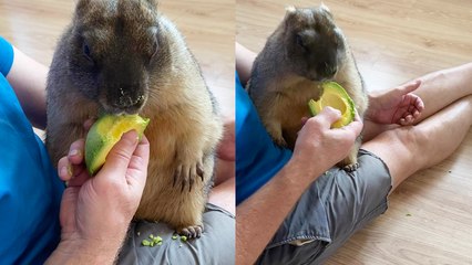 'Clingy groundhog helps owner peel avocado '